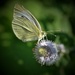 Day 217: Little Butterfly  by jeanniec57
