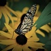 Day 223: Monarch ...  by jeanniec57