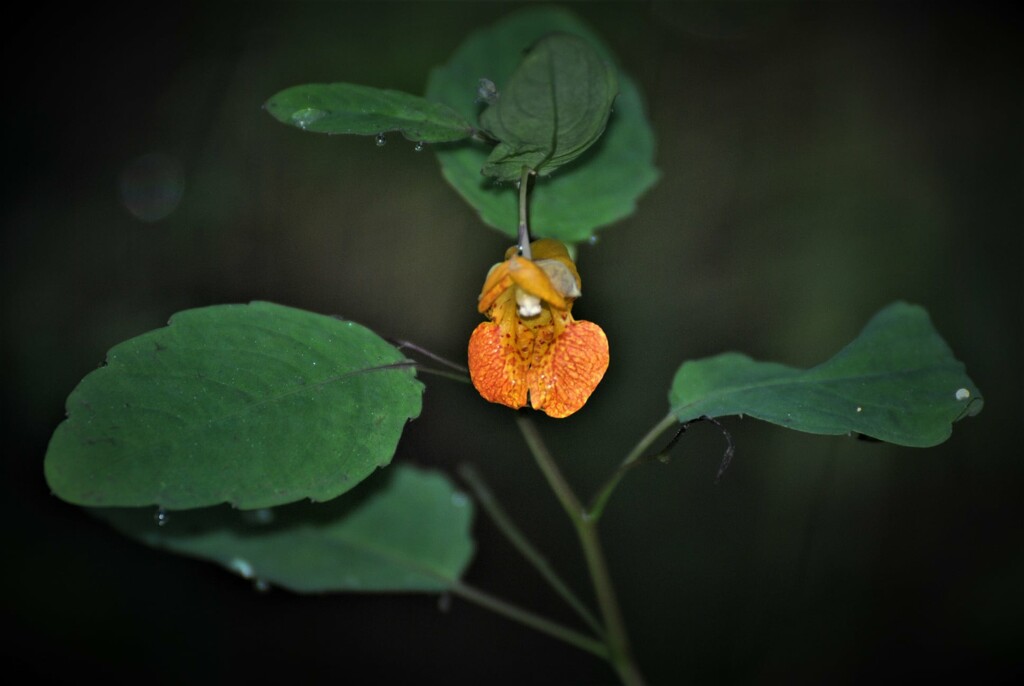 Day 224: Jewelweed  by jeanniec57