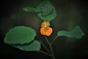 12th Aug 2021 - Day 224: Jewelweed 