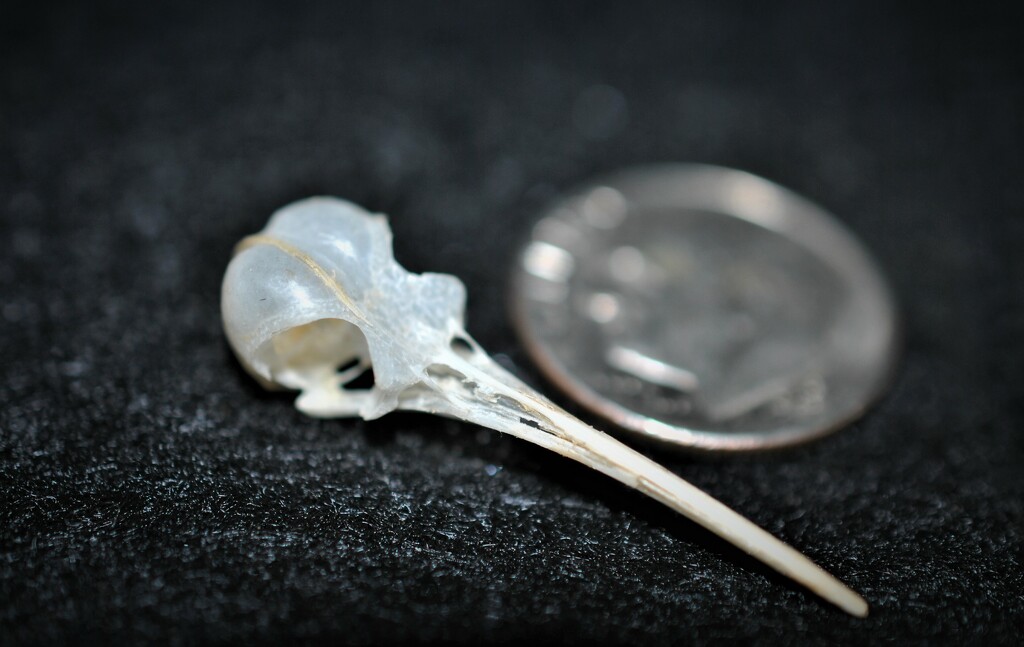 Day 225: Hummingbird Skull   by jeanniec57