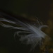 Macro Dark Feather by stephomy