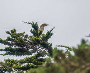 14th Aug 2021 - Young Black-crowned Night-heron surveying his world
