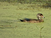 14th Aug 2021 - eclipse wood duck