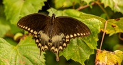 14th Aug 2021 - Spicebush Swallowtail Butterfly!