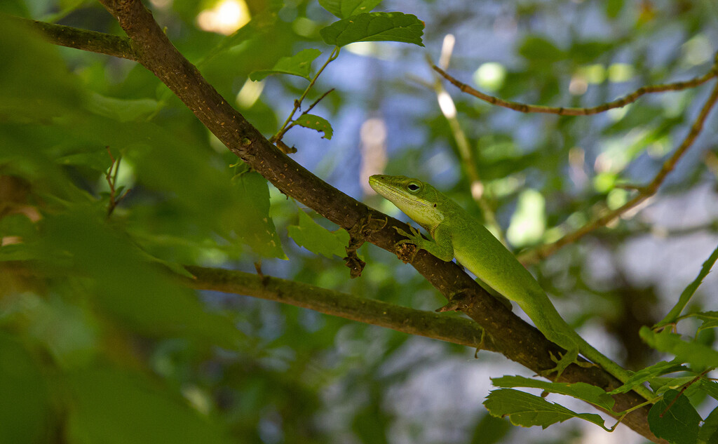 Green Anole by pdulis