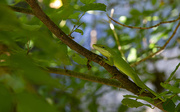 14th Aug 2021 - Green Anole