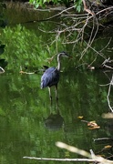 14th Aug 2021 - Great Blue Heron