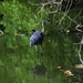 Great Blue Heron by sandlily