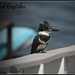 Belted Kingfisher by madamelucy