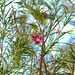 Desert Willow by blueberry1222
