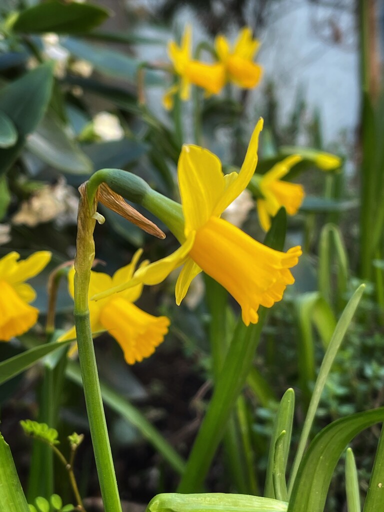 Daffodils by carolinesdreams