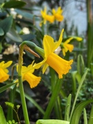 15th Aug 2021 - Daffodils