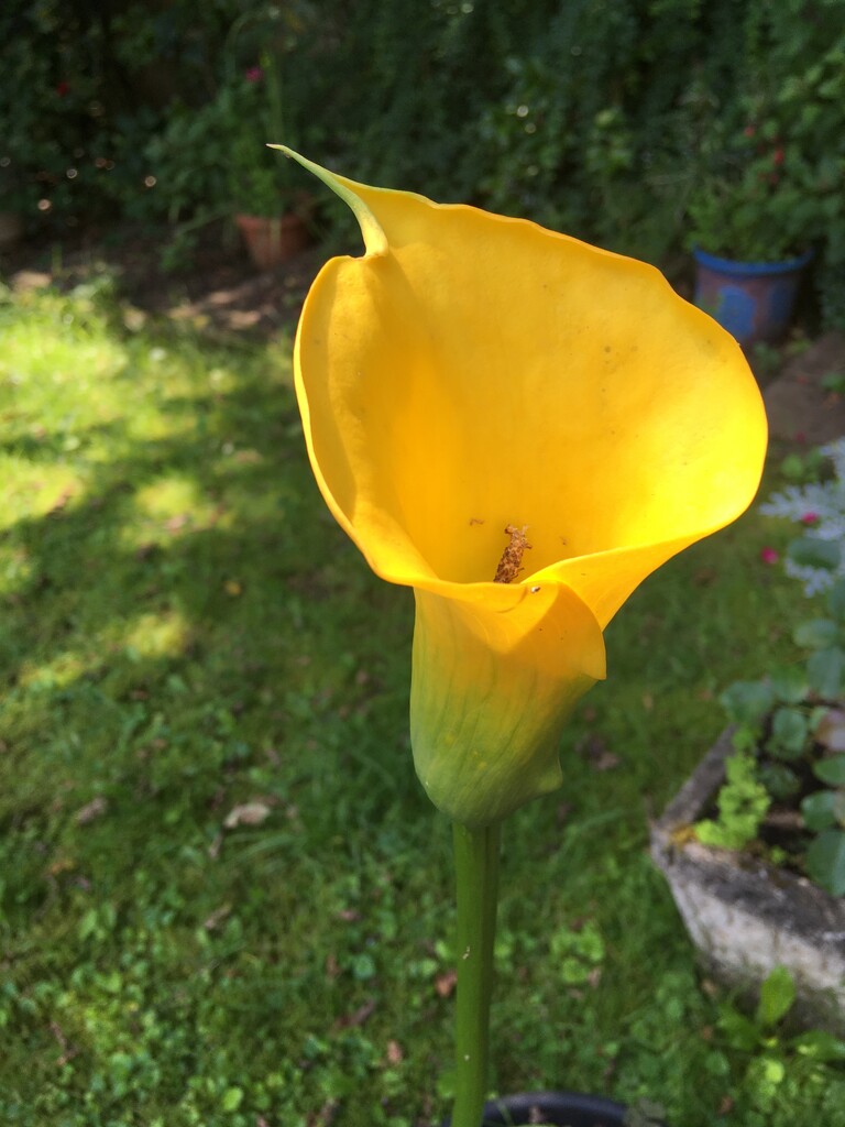 Canna Lily.. by moominmomma