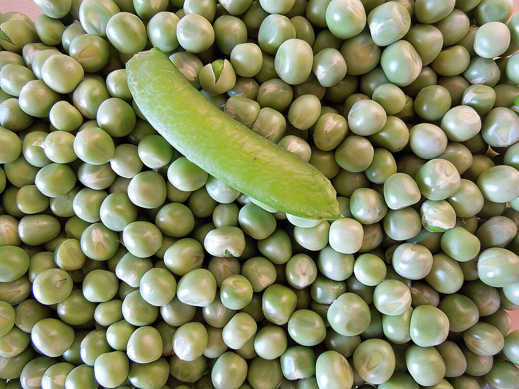 I have found Peas on Earth by etienne