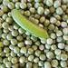 I have found Peas on Earth by etienne
