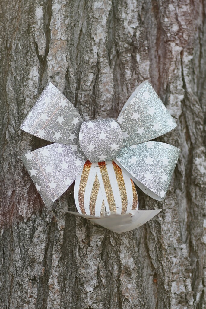 Ribbon bow on tree by acolyte