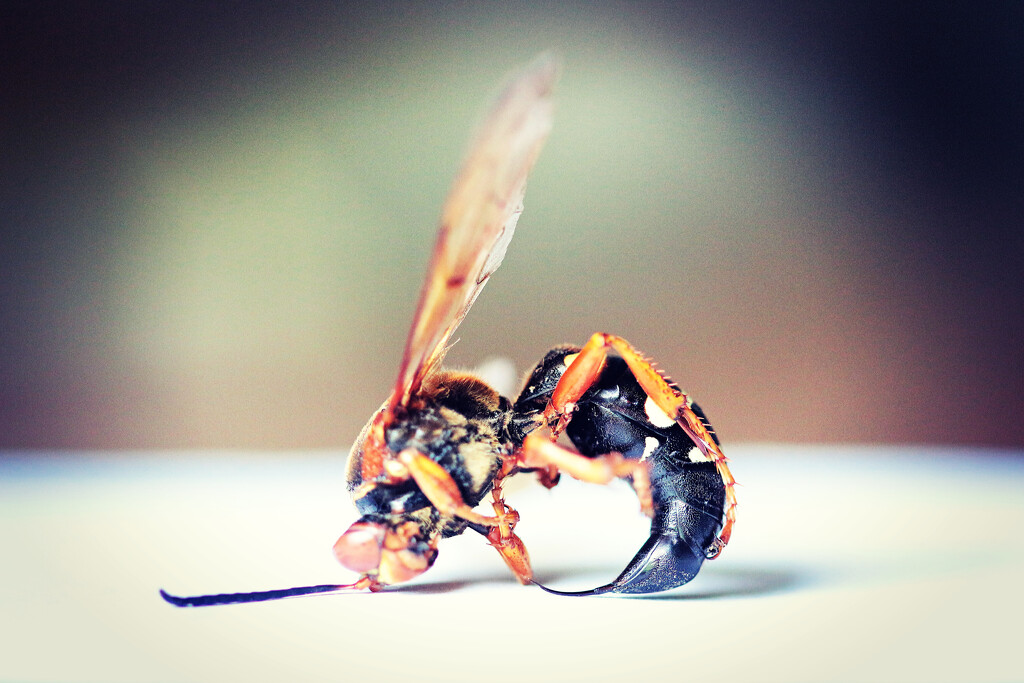 Cicada Killer by juliedduncan