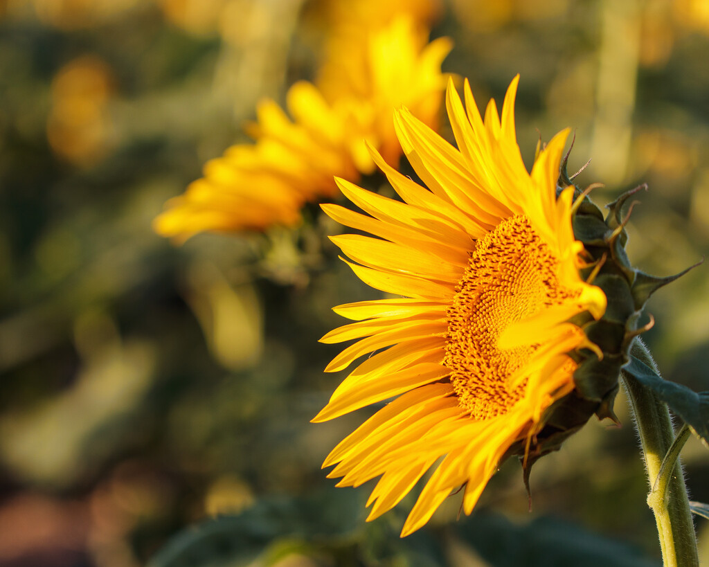 facing the sun by aecasey