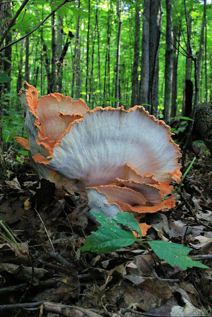Chicken of the Woods, View 3 by juliedduncan