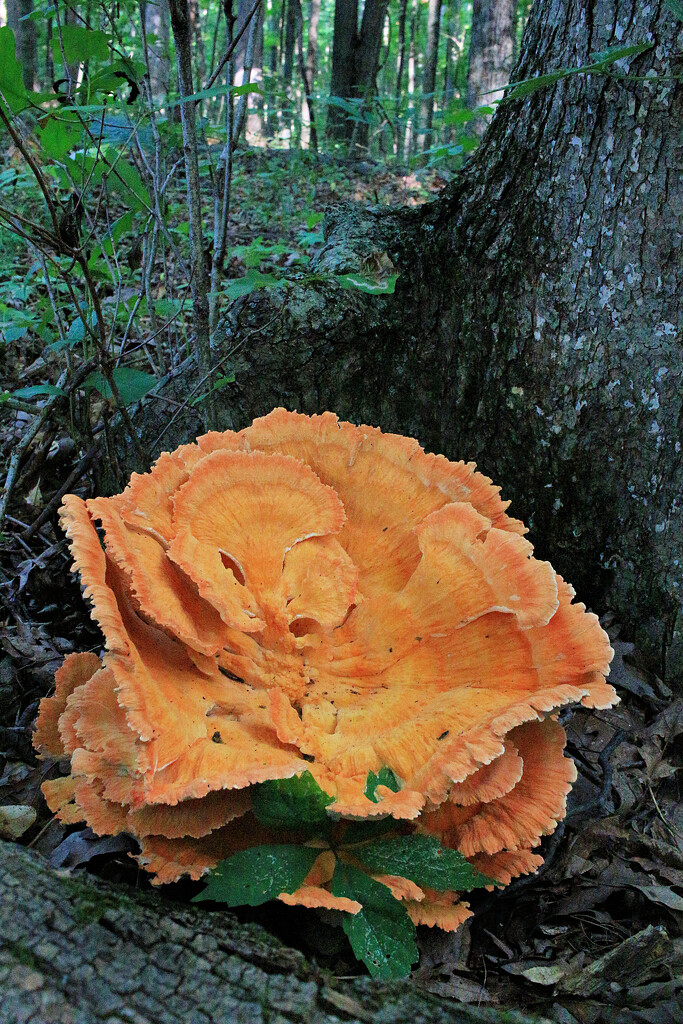 Chicken of the Woods, View 2 by juliedduncan