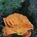 Chicken of the Woods, View 2 by juliedduncan