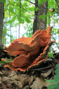 14th Aug 2021 - Chicken of the Woods, View 1