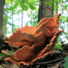 Chicken of the Woods, View 1 by juliedduncan