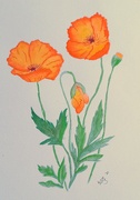 15th Aug 2021 - Californian Poppies