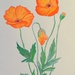 Californian Poppies by artsygang