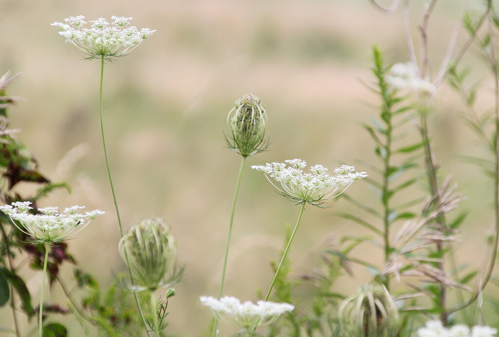 Queen Anne's Lace by mittens