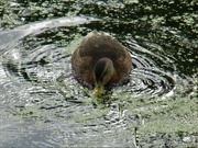 15th Aug 2021 - A mallard taking a drink from the canal.