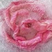 Rose in Ice by shepherdmanswife