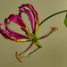 orchid by marijbar