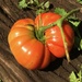 Tomato by margonaut