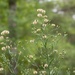 Southern horseweed... by marlboromaam