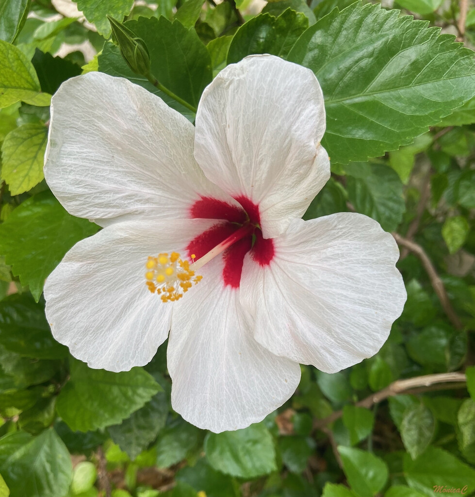 White hibiscus by monicac