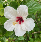 15th Aug 2021 - White hibiscus