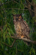 5th Jul 2021 - Great Horned Owl 