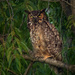 Great Horned Owl  by jyokota