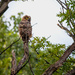 Owl 2 at Woodridge Park by jyokota