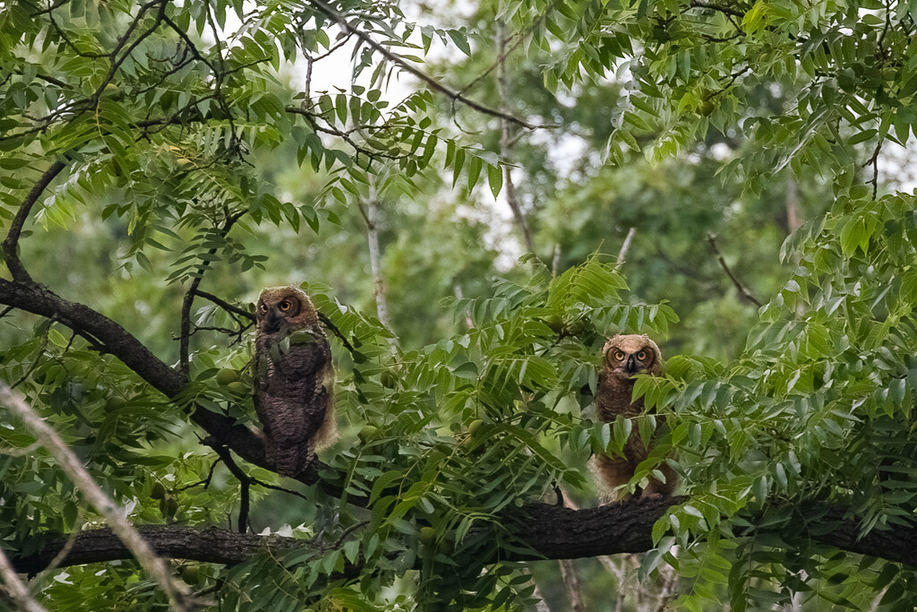 Owl 2 and 3 at Woodridge Park by jyokota