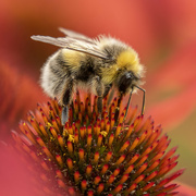 15th Aug 2021 - Lunching on Echinacea (Cone Flower)