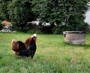 15th Aug 2021 - Rooster