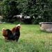 Rooster by nmamaly