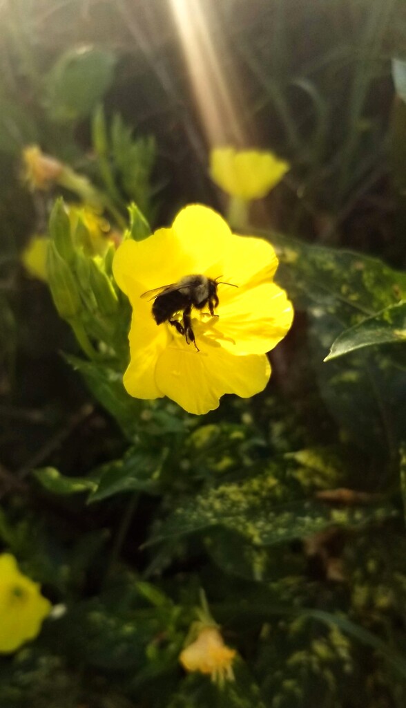 Evening Primrose With Bee. by meotzi