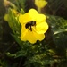 Evening Primrose With Bee. by meotzi