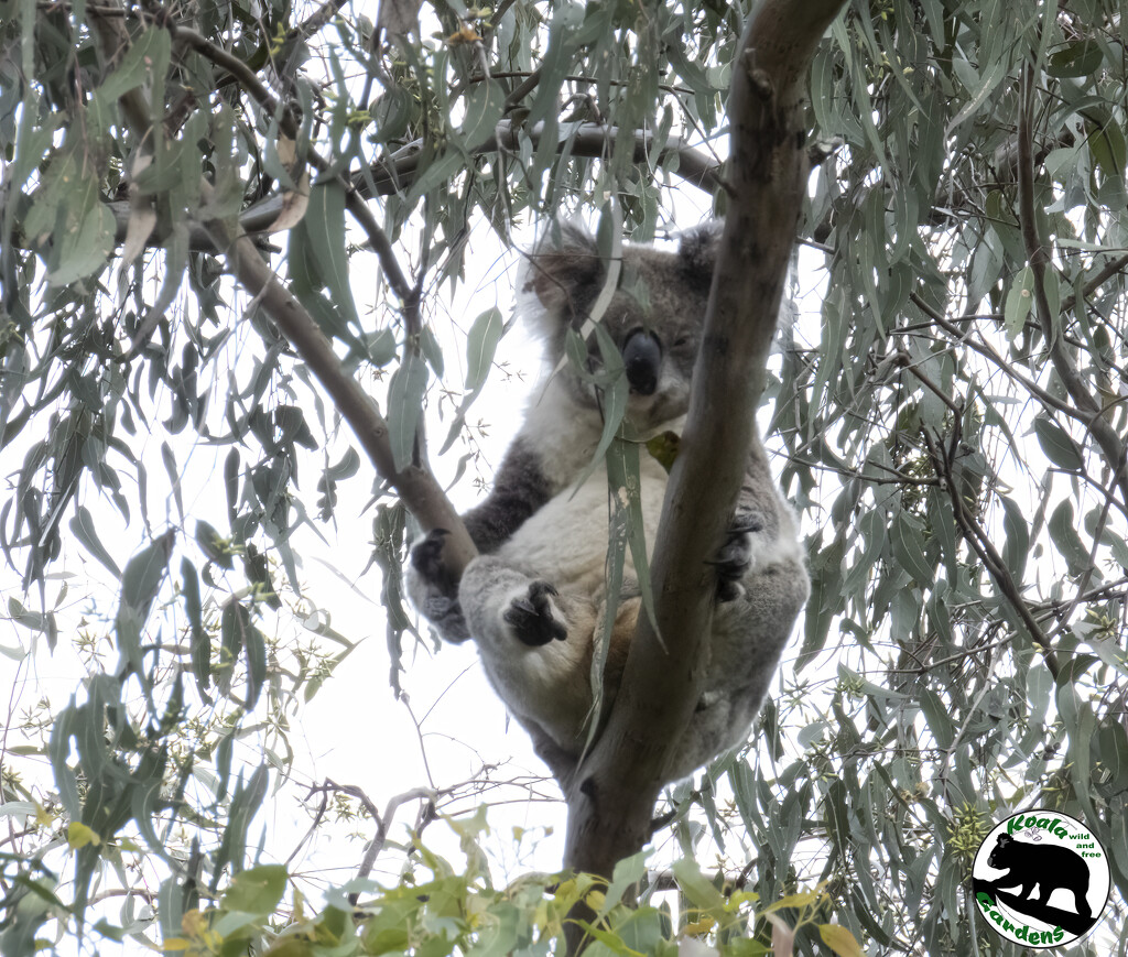 Phoenix slobbing out a weekend by koalagardens