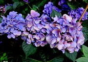 15th Aug 2021 - Blue my favorite color in flowers
