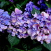 Blue my favorite color in flowers by bruni